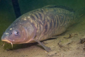 Ogledalo šarana Ogledalo šarana